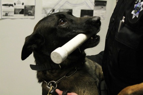 Zeigo enjoys his reward and attention after altering his owner, LCSO Jeff Gaasch, about marijuana in a locker during a training exercise at NPHS.