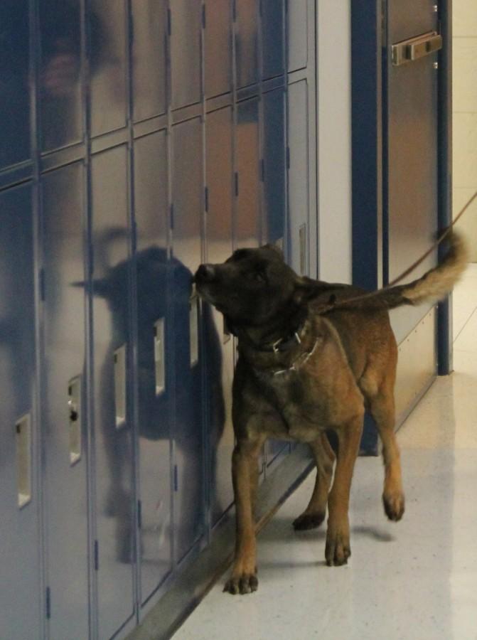 Drug dog searching for drugs in lockers