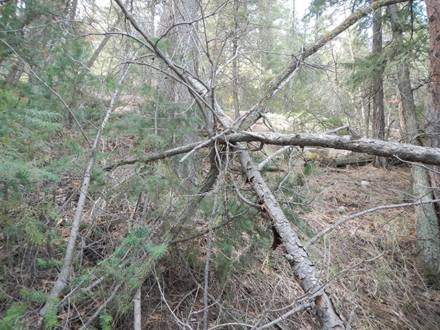 This is a structure possibly made by Bigfoot and it is 6 feet tall.